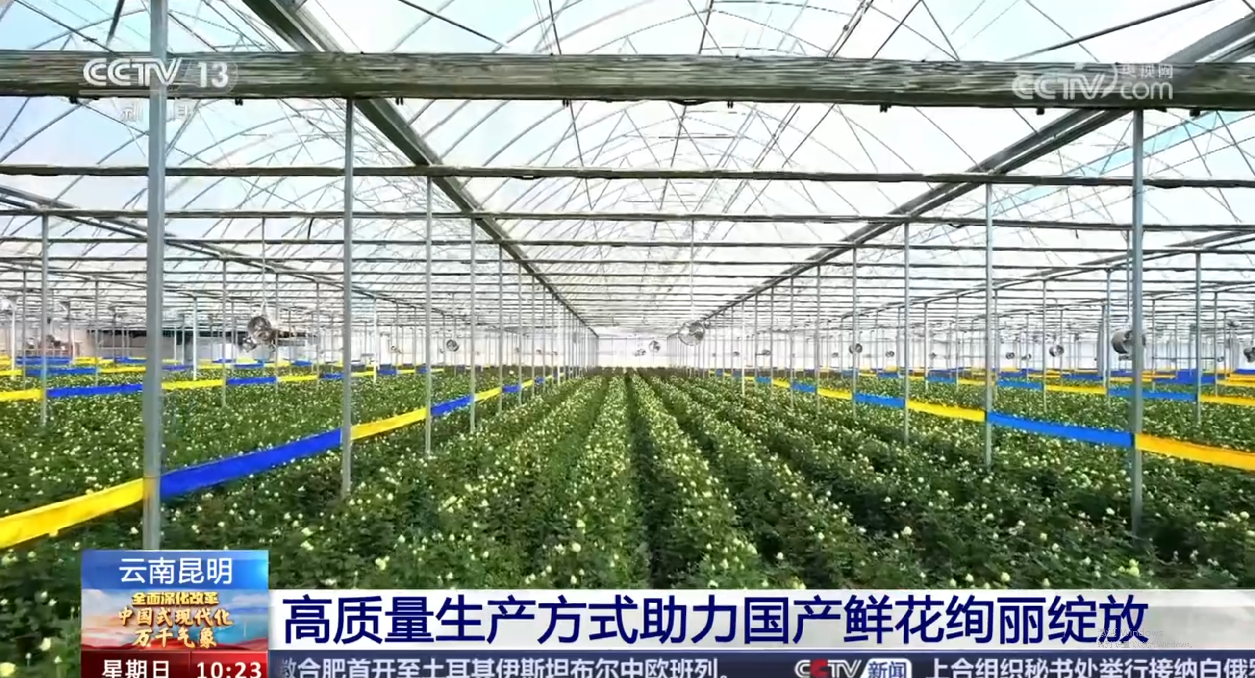 央视探访云天化花匠铺：共探云花高质量发展新篇章
