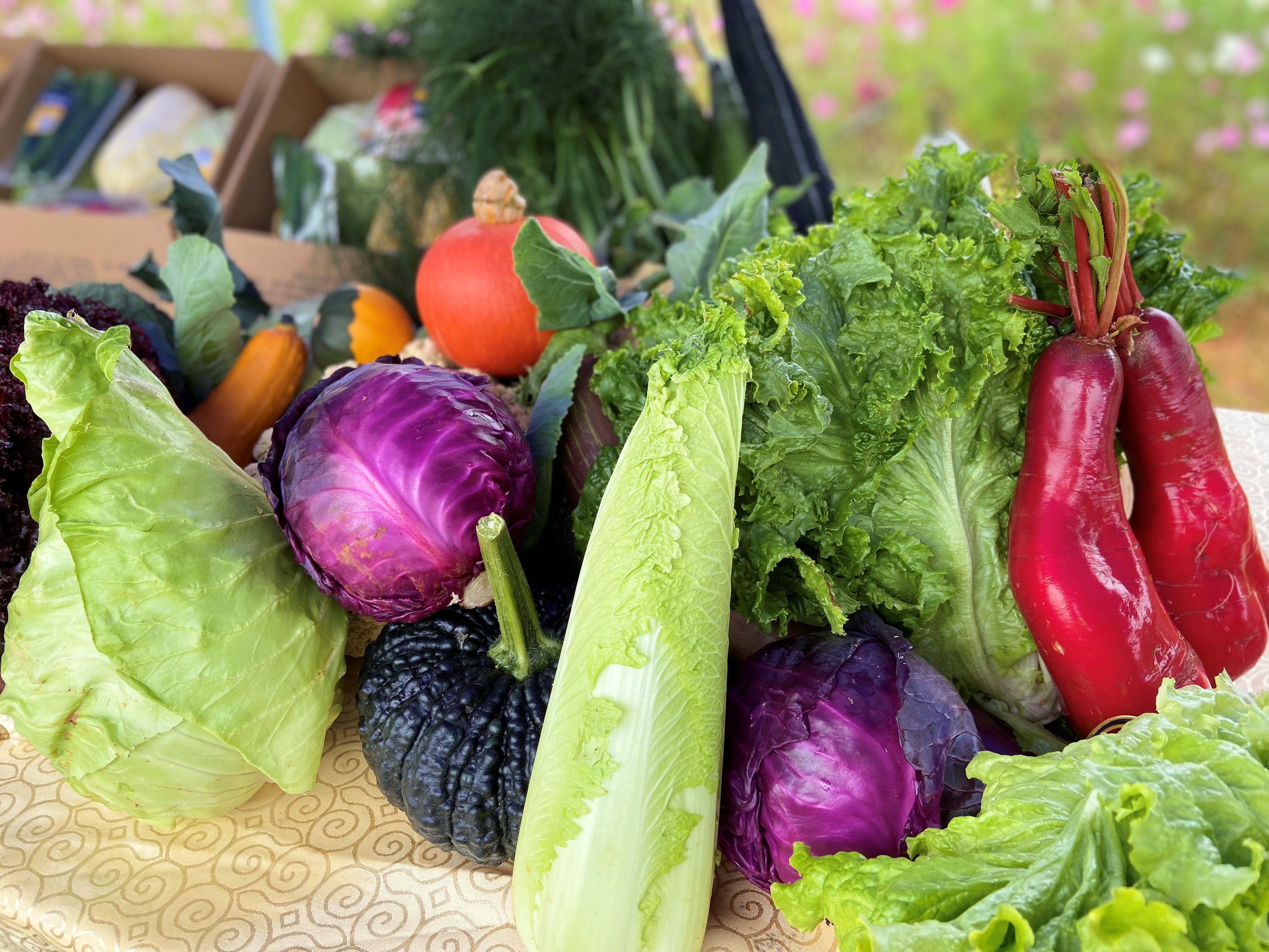 “云菜”产业示范体系成型，进入广东省团餐配送协会