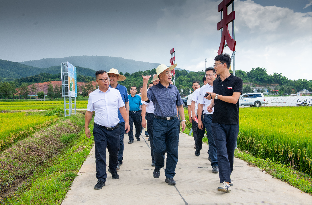 农业农村部副部长张桃林一行到曼香云天育种基地调研